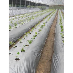 定制带洞眼农用塑料薄膜蔬菜双色打孔地膜银黑地膜防草率90%左右