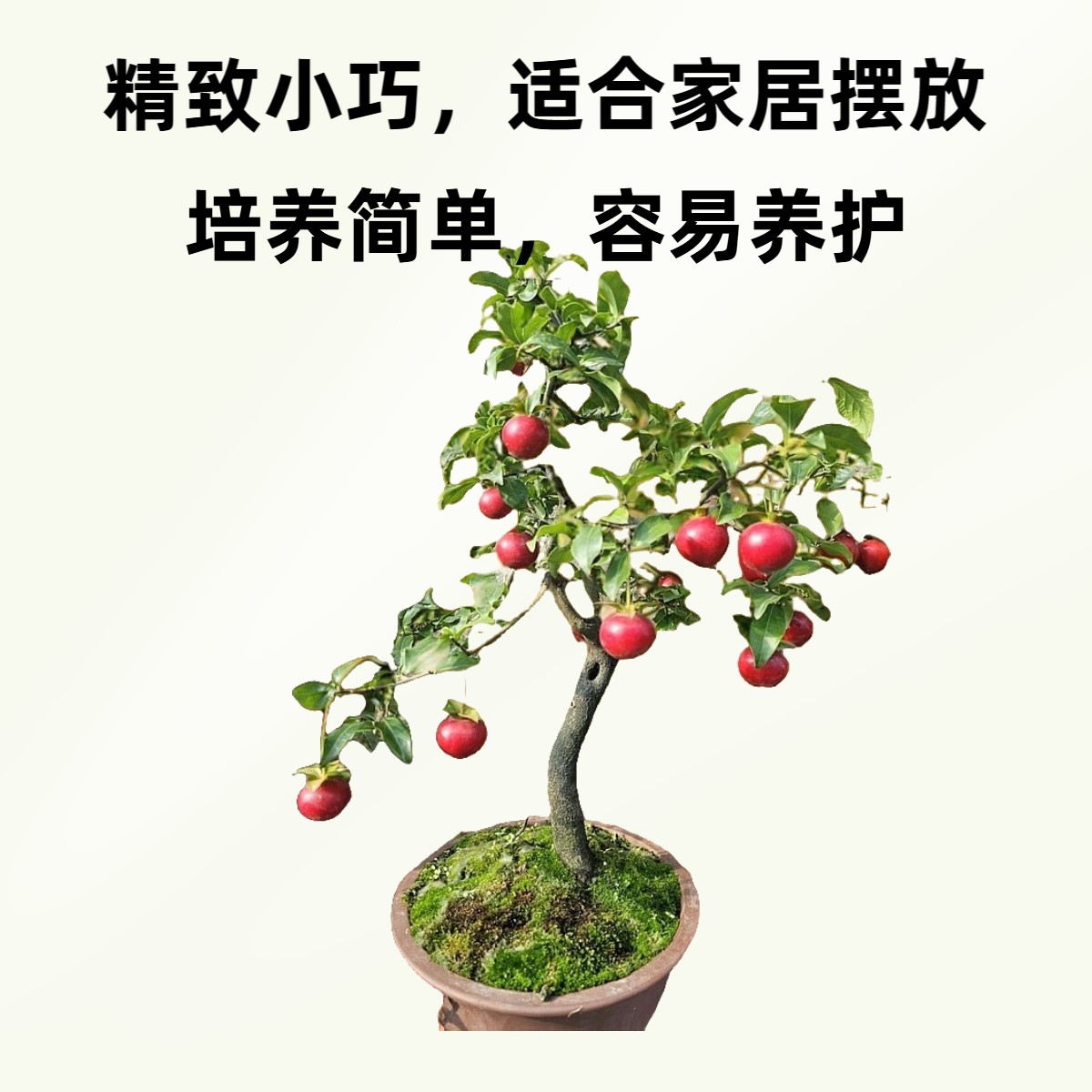 金弹子观果盆景客厅摆件桌面花卉