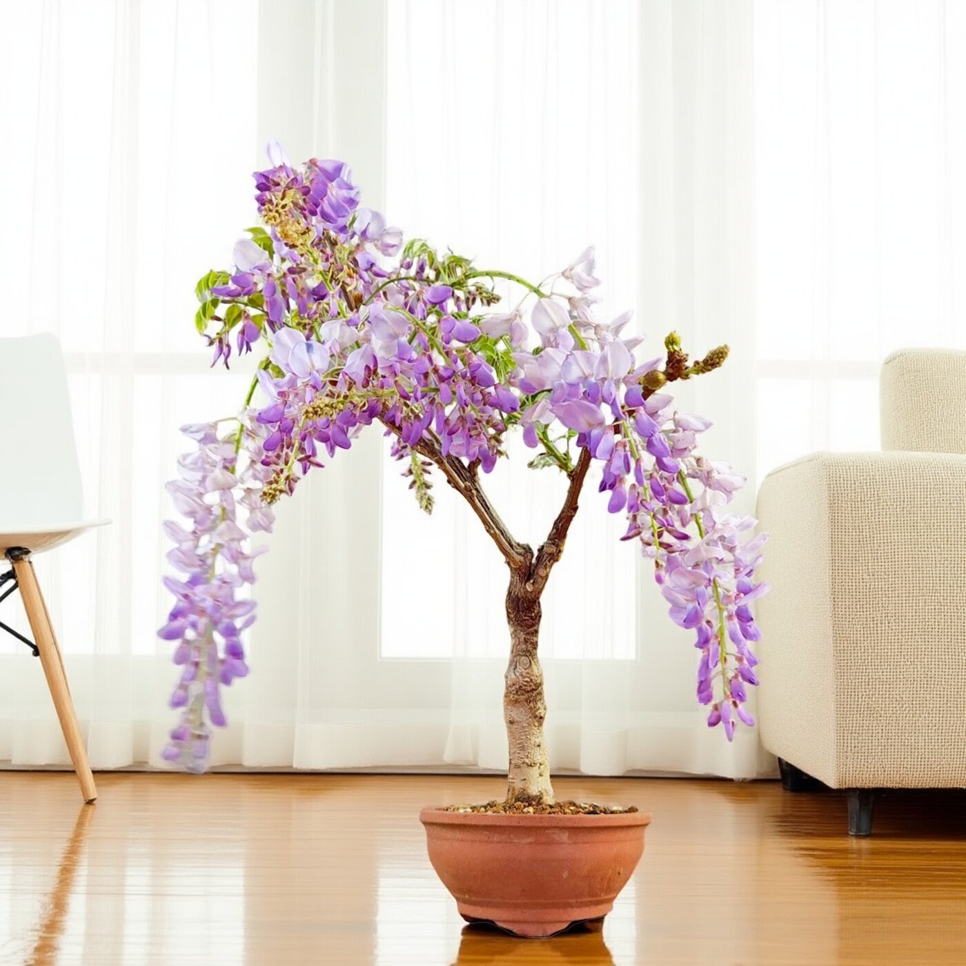 紫藤萝树苗大苗盆栽盆景树苗大苗花苗庭院植物花树耐寒四季阳台