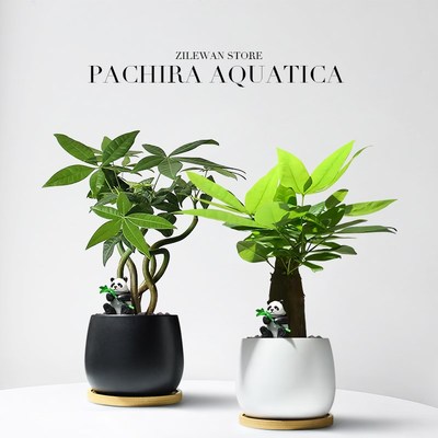 发财树小盆栽绿植室内植物办公桌绿植客厅四季招财摆件四季好养活