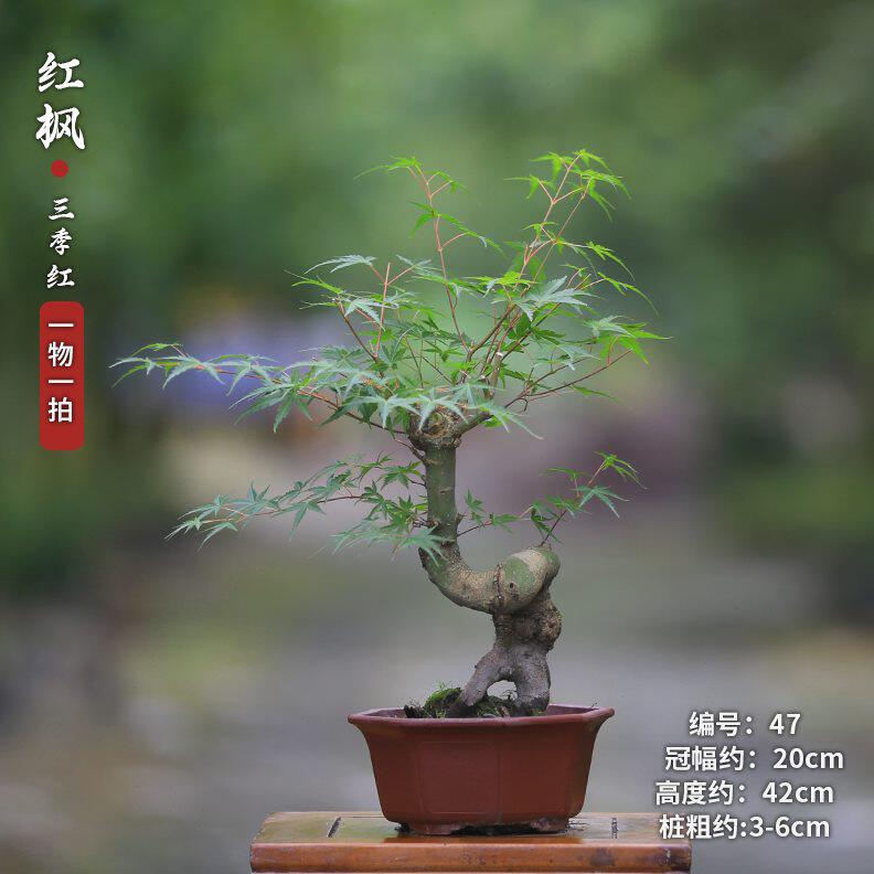 植物常叶真茶室室内绿植彩客厅叶一一好养四季桌面拍红物红枫盆栽