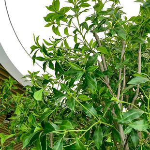 高端马醉木仿真植物橱窗造景室内装饰树仿生绿植大型假树简约景观