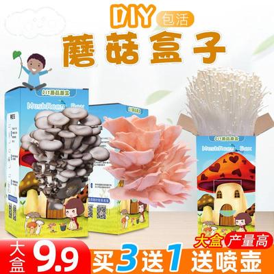 DIY蘑菇盒子蘑菇种植包蘑菇菌包 种植包平菇菌包室内家庭学校种植