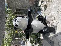 网红攀爬熊猫雕塑成都ifs熊猫不锈钢玻璃钢几何熊猫树脂户外摆件