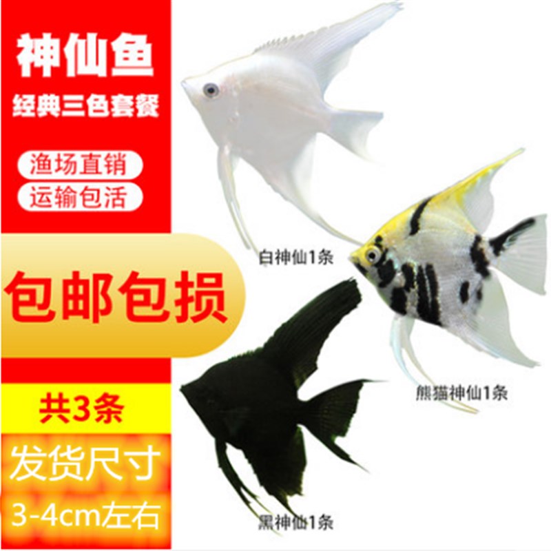 新品神仙鱼活鱼大型燕鱼秘鲁三色热A带观赏鱼小型淡水好养七彩神