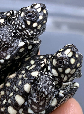 正宗斑点龟苗黑池龟满天星斑点苗深水吃粪观赏鱼龟混养缸清洁活物