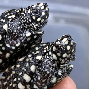 正宗斑点龟苗黑池龟满天星斑点苗深水吃粪观赏鱼龟混养缸清洁活物