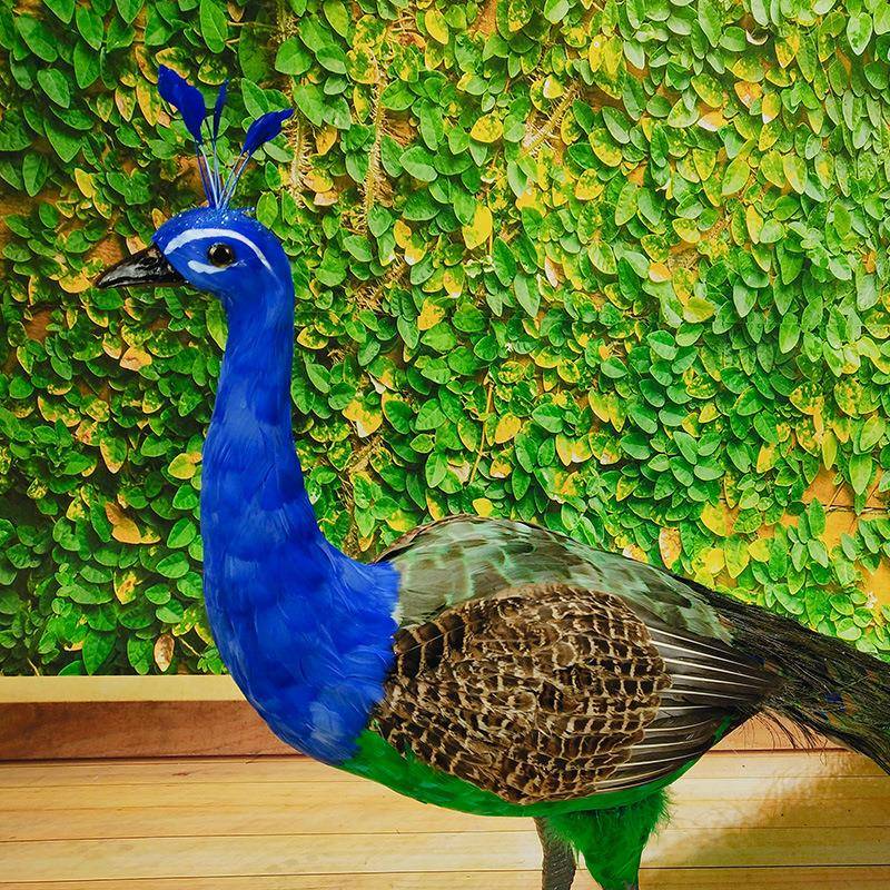 厂家销仿EYK真拖孔雀装摆件真羽毛手工艺家居橱窗直饰布景模尾型