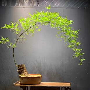 小叶簕竹盆景造型盆栽绿植客厅办公H室内桌面好养活的宝塔勒竹