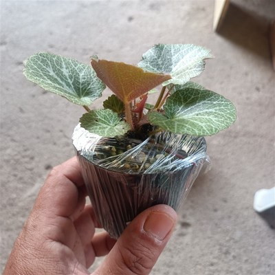 绿植虎耳草两盆,两盆9.9 带盆栽好,服盆R时间长,好养易活