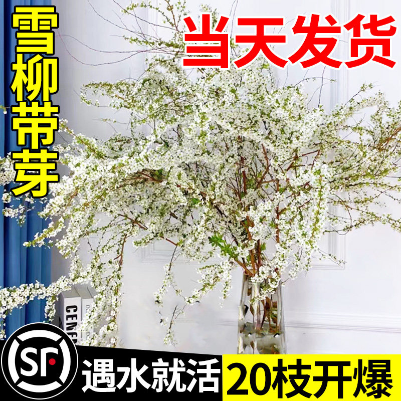 速发重瓣植柳干好支鲜枝插花水培植物卉室内盆栽绿雪水养龙柳枝活