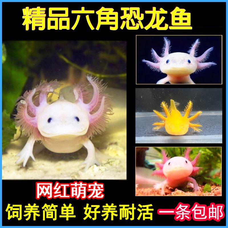 速发六角恐龙鱼淡水冷夫锦鲤观赏鱼鱼蝾螈清道水小火龙鱼