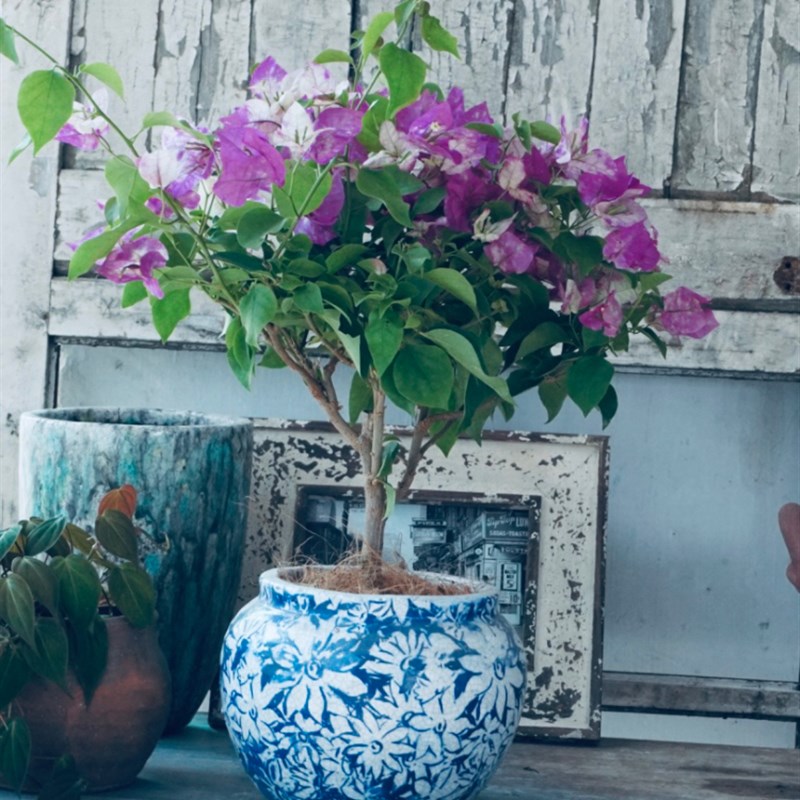 手压红陶花盆手工印花青花瓷圆盆 月季 三角梅 阳台花盆