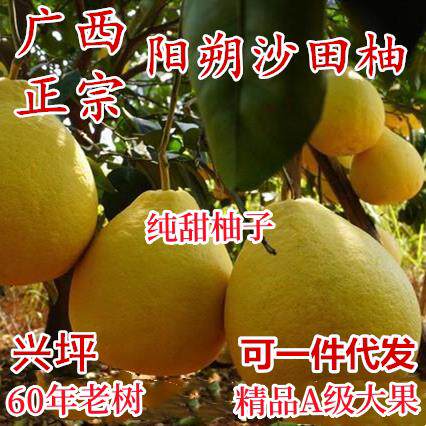 广西阳朔沙田柚 大果纯甜无酸 桂林兴坪60年老树白果肉香柚子
