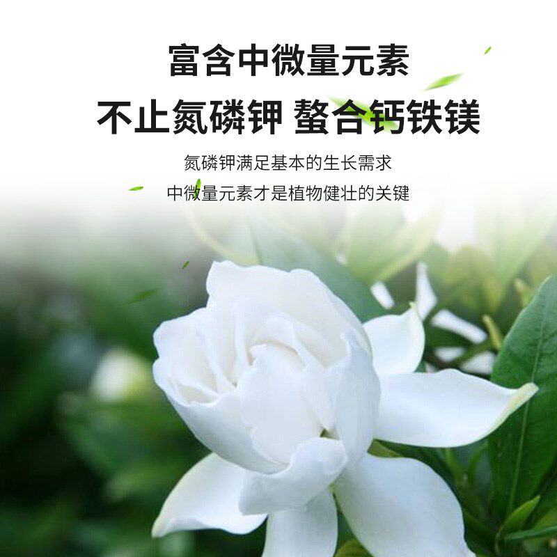 栀子花肥料黄叶肥开花绿植营养液仙客来月季花茉莉Y花盆栽通用