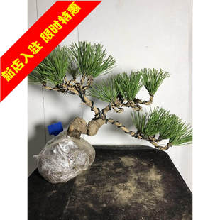 老桩短针大板松罗汉松 极速五针松盆景树桩矮霸造型黑松盆景实物