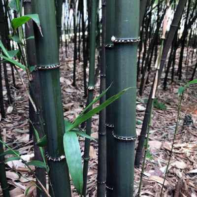 极速四方竹苗食用冬笋苗耐寒植物大竹笋子苗好养盆地栽绿化造型庭