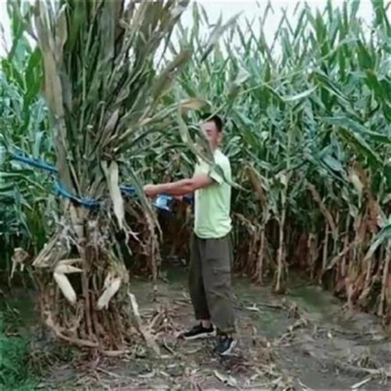 新品秸秆打捆器c干打包捆草机拾柴工具E整理农用小型捆绑机捆扎器