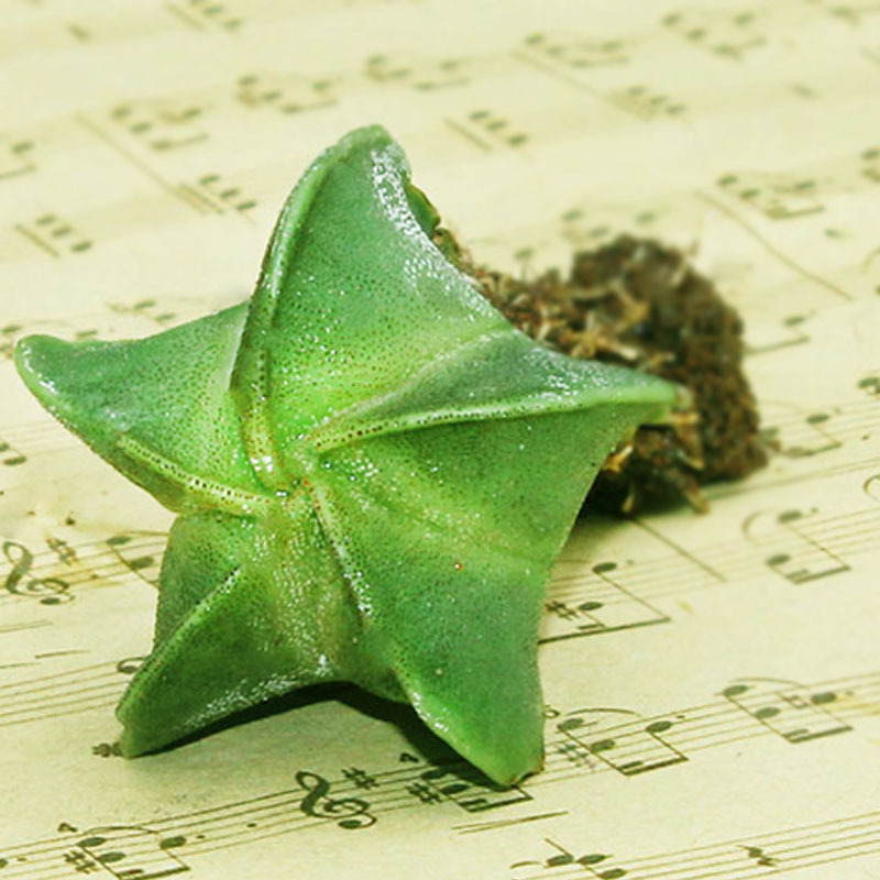 【鸾凤玉荟】迷你多肉植物 肉肉园艺 绿植盆栽 景天科多肉植物