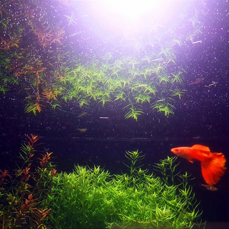 包邮 玩家推荐 水草基肥底肥 鱼缸根肥 粒粒肥 缓释1年 不长藻