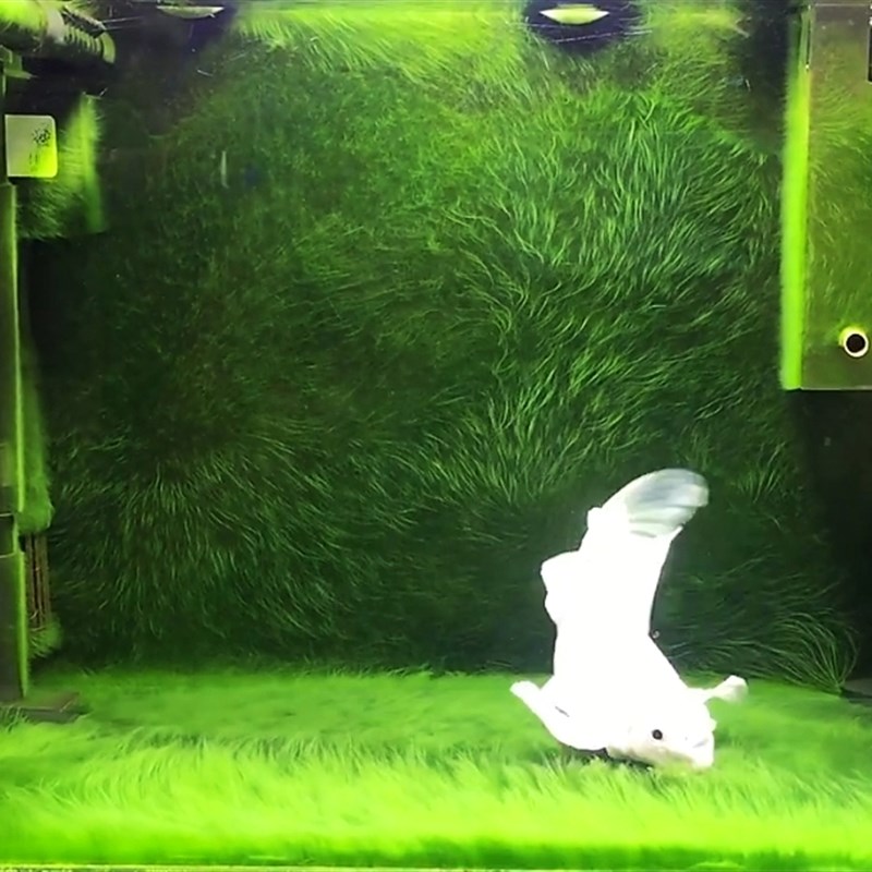 长绒藻短绒藻绿藻种藻石藻球绿藻苏虾藻绿苔种鱼缸造景净化水草缸