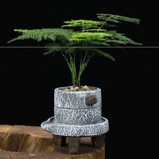 宿舍养的小植物桌面文竹盆栽室内大颗幼儿园小草小常青盆景景观