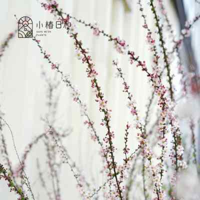 小椿日和 粉色喷雪花雪柳盆栽花卉春季开花植物耐寒耐热阳台庭院