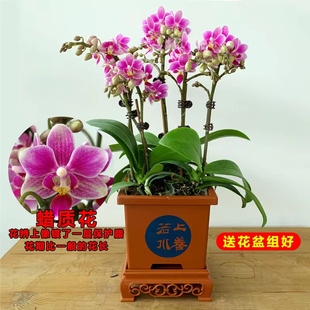带花苞【三色鸟】蝴蝶兰【送花盆】绿植花卉盆栽浓香型兰花多花剑