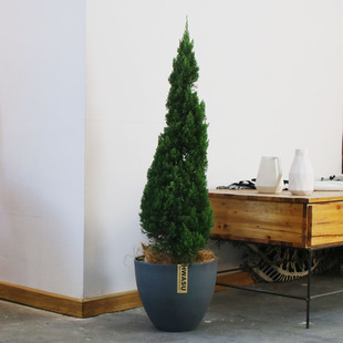 松树 大型植物 龙柏 耶诞树 耐寒绿植 松柏 诗与自然