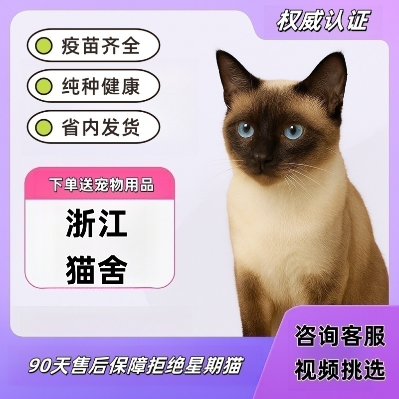【浙江猫舍】纯种暹罗猫幼猫海豹重点色暹罗幼猫大黑脸蓝眼宠物猫