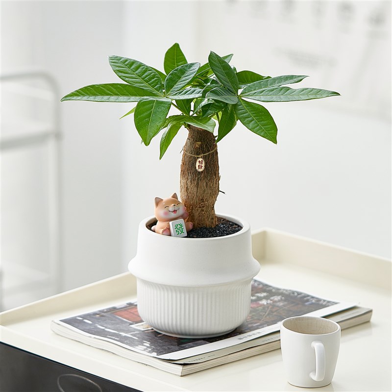 【旺宅发财】新家发财树盆栽办公室内桌面绿植摆件玄关茶几植物