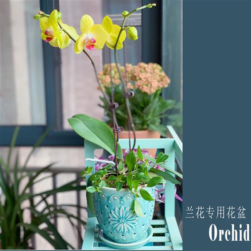 精品室内陶瓷蝴蝶兰花盆陶瓷兰花专用盆透气多孔镂空家用洋兰专用