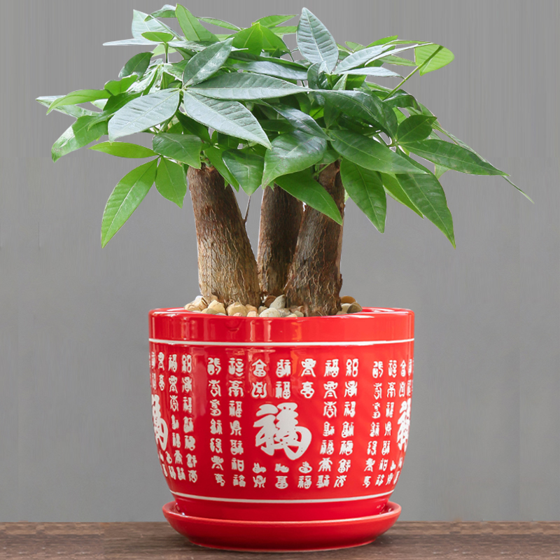 红掌花盆陶瓷大号客厅发财树盆景带托盘百家福创意家用吊兰兰花盆
