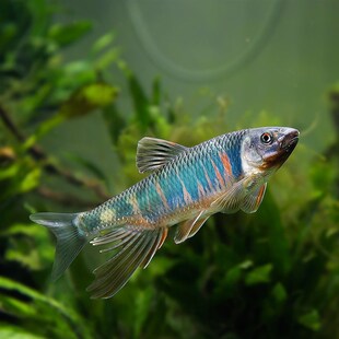 网红羣游长鳍鱲橙斑躐安徽宽鳍鱲类高屏躐观赏鱼原生鱼冷水淡水鱼