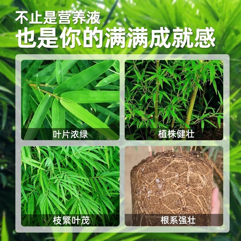 水培竹子营养液专用富贵竹观音竹花卉植物通用型室内盆栽阳台绿植