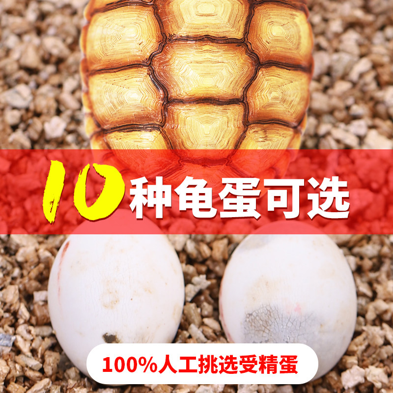 好货可孵化乌龟蛋鳄龟花龟中华草龟活体巴西龟受精蛋墨龟深水黄耳