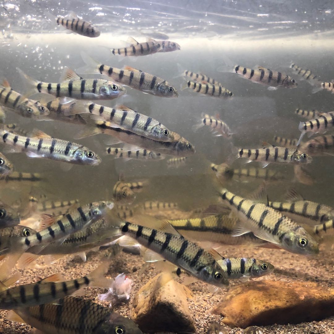 光唇鱼石斑鱼 小鰁鱼荷花鱼观赏鱼冷水鱼原生鱼淡水鱼 新手适合养