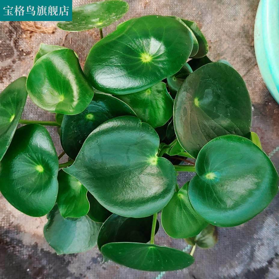 新品荷叶碧玉盆栽圆叶椒草室内植物四季常绿花卉阳台吸甲醛绿植易