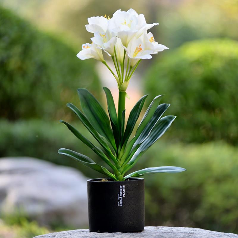 君子兰盆景BSK花套装植室内客厅电绿视玄关柜花摆放吧台假装饰花