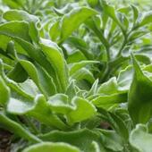 冰菜苗水晶冰菜苗非洲冰菜苗冰草苗