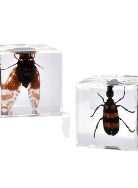 真实昆虫方块盲盒蜘蛛黄蝎黑竹蜂锹甲直播货源研学创意玩具盲盒