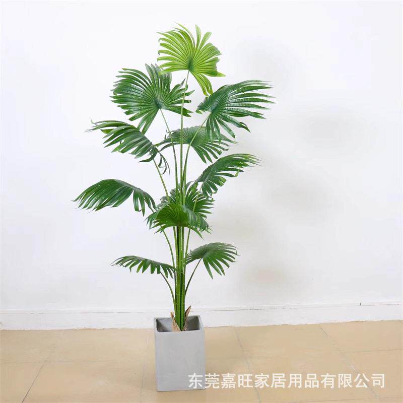 扇葵盆栽室内加州蒲葵树绿植盆景客厅装饰落地摆件仿真