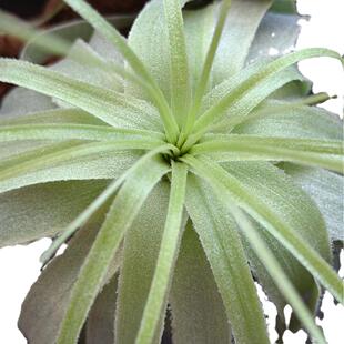 雨林薄纱江苏基地直发空气凤梨无土懒人植物绿植稀有家居办公室