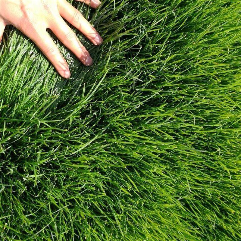 草坪草籽护坡固土四季常青草籽高羊茅耐寒耐旱绿化工程狗牙根草种