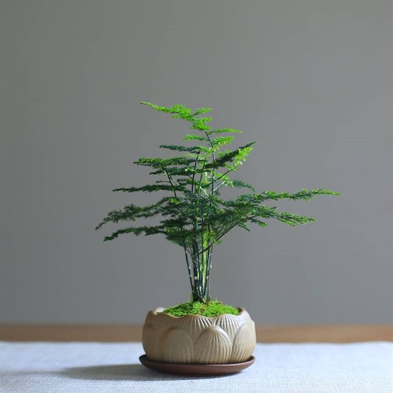 文竹盆栽净化空气绿植四季好养防辐射观叶创意盆景客厅办公桌阳台