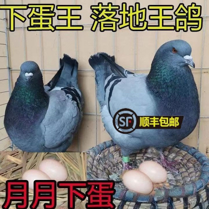 纯种落地王鸽子活一对种鸽大体鸽下蛋繁殖观赏鸽信鸽肉鸽鸟类木质