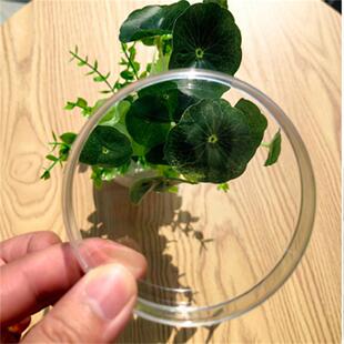 青岛金典一次性培养皿塑料培养皿微生物检测用培养皿培养皿