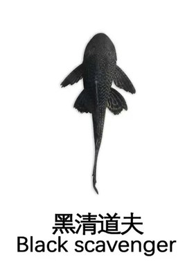 鱼池清道夫垃圾鱼鱼缸冷水清理清洁工具黄色除藻工具鱼女王吃屎