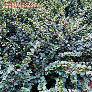 极速平枝荀子 铺地蜈蚣 小叶栒子平枝旬子苗盆景匍匐灌木工程绿化