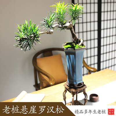 悬崖罗汉松盆景老桩造型办公室绿植桌面盆耐阴栽客厅茶室旺宅绿植